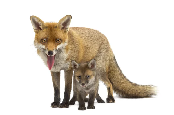 Mother fox with her cub (7 weeks old) in front of a white backgr — Stock Photo, Image