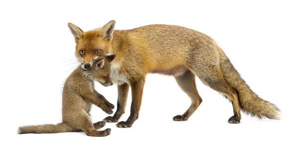 Mother fox carrying her cub (7 weeks old) in front of a white ba — Stock Photo, Image