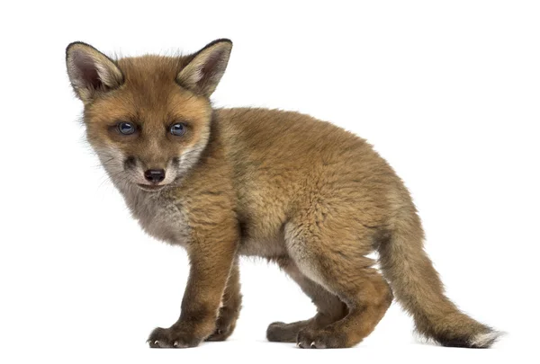 Fox cub (7 weeks old) in front of a white background — Stock Photo, Image