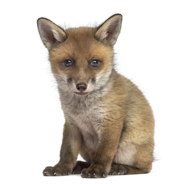 Fox cub (7 veckor gamla) sitter framför en vit bakgrund — Stockfoto