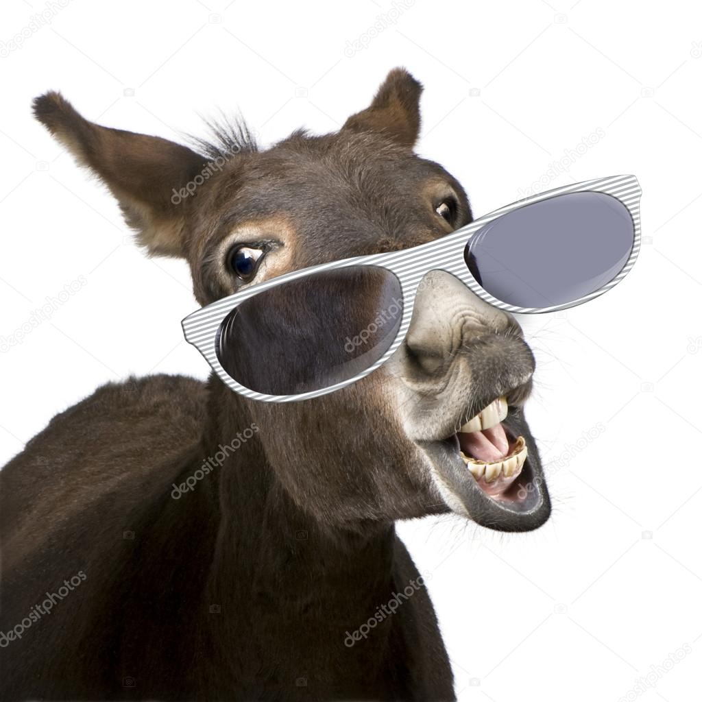 Renderização digital 3d de um burro engraçado com um lenço isolado no  modelo psd de fundo branco