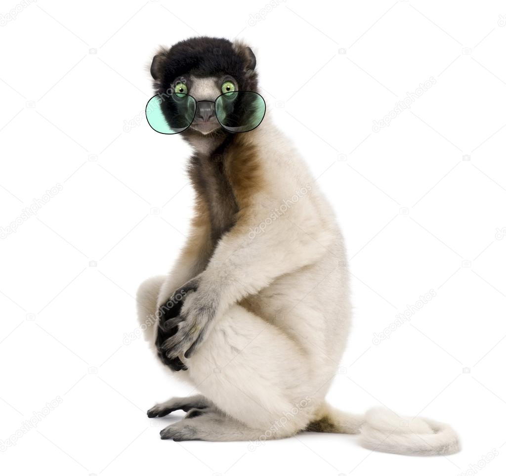 Portrait of Young Crowned Sifaka wearing glasses, Propithecus Co