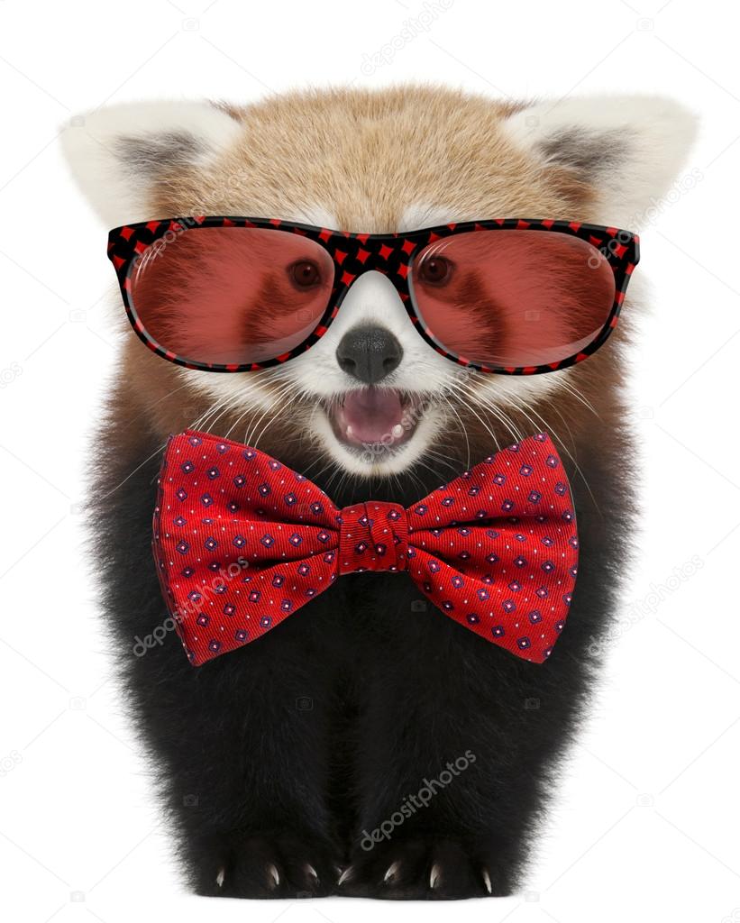 Young Red panda wearing glasses and a bow tie in front of white