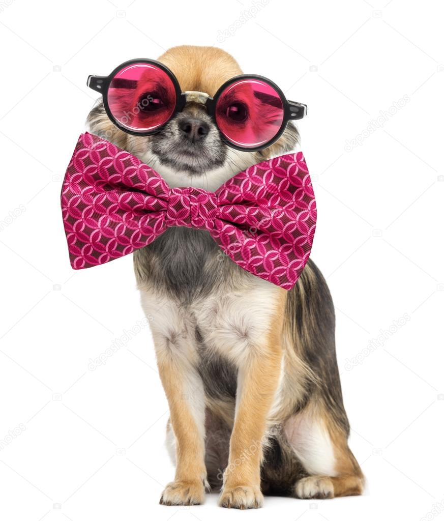 Chihuahua wearing round glasses and a bow tie in front of white