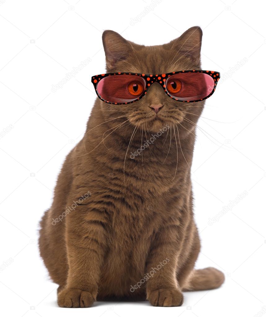 British Shorthair wearing glasses, 20 months old, sitting and lo