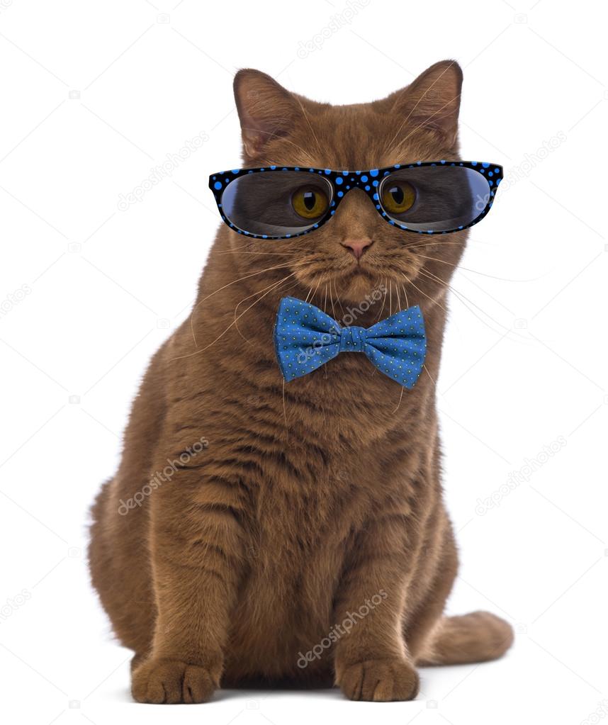 British Shorthair wearing glasses and a bow tie in front of whit