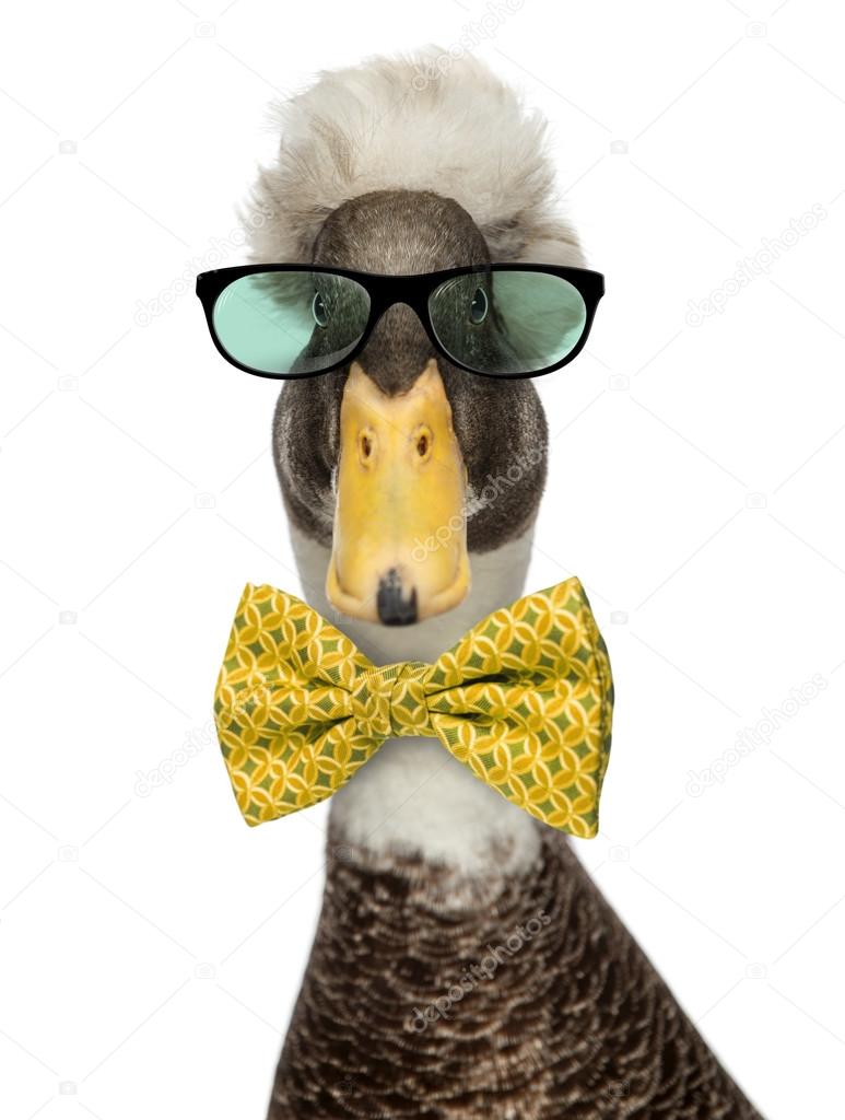 Close-up of a Male Crested Ducks wearing glasses and a bow tie i