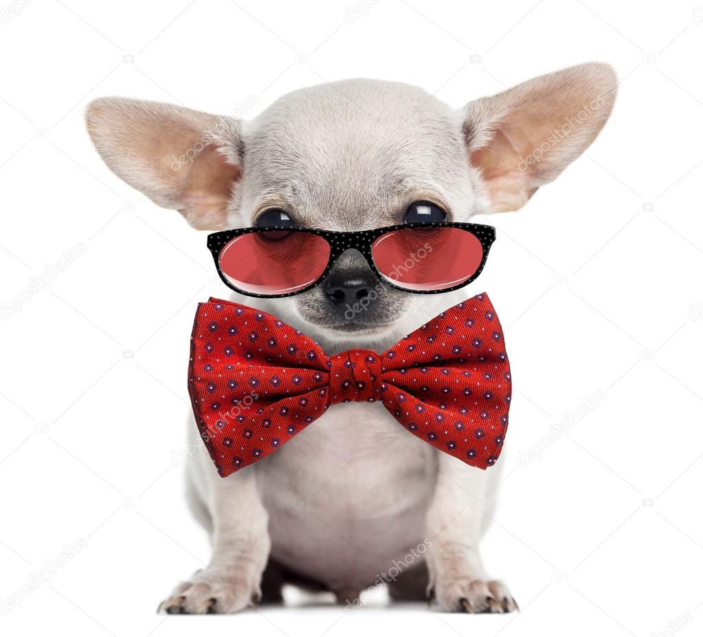 Chihuahua puppy wearing glasses and a bow tie isolated on white