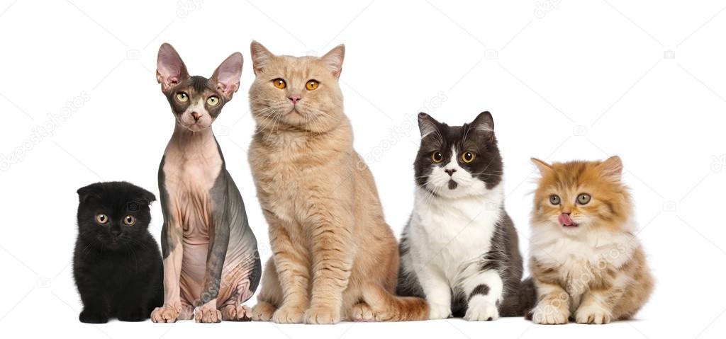 Group of cats in front of a white background — Stock Photo ...