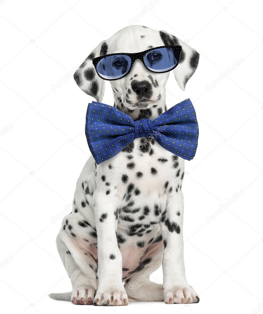 Front view of a Dalmatian puppy  wearing glasses and sitting, fa