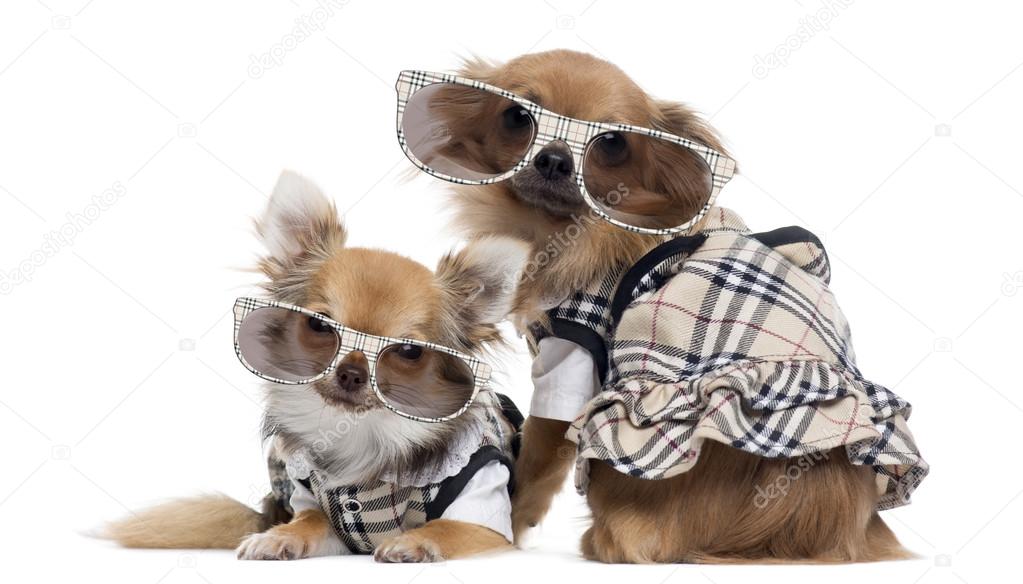 Two dressed up Chihuahuas next to each other wearing glasses, is