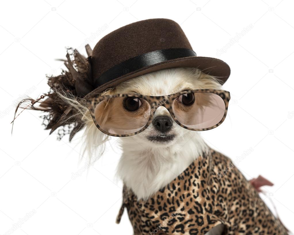Close-up of a Chihuahua wearing a hat and glasses, isolated on w