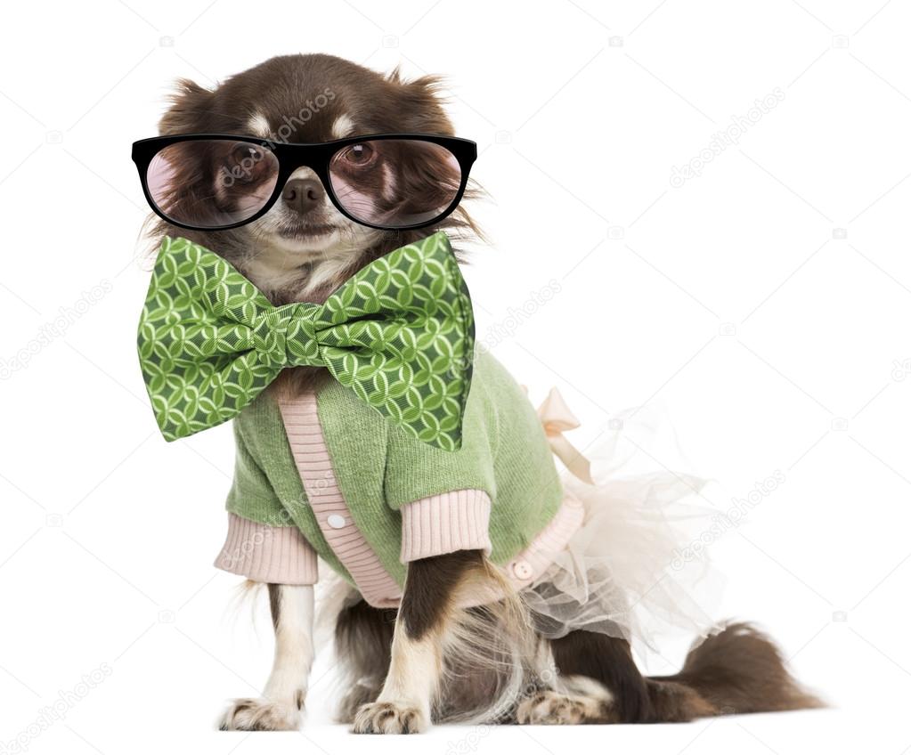 Dressed-up Chihuahua wearing glasses and a bow tie, isolated on