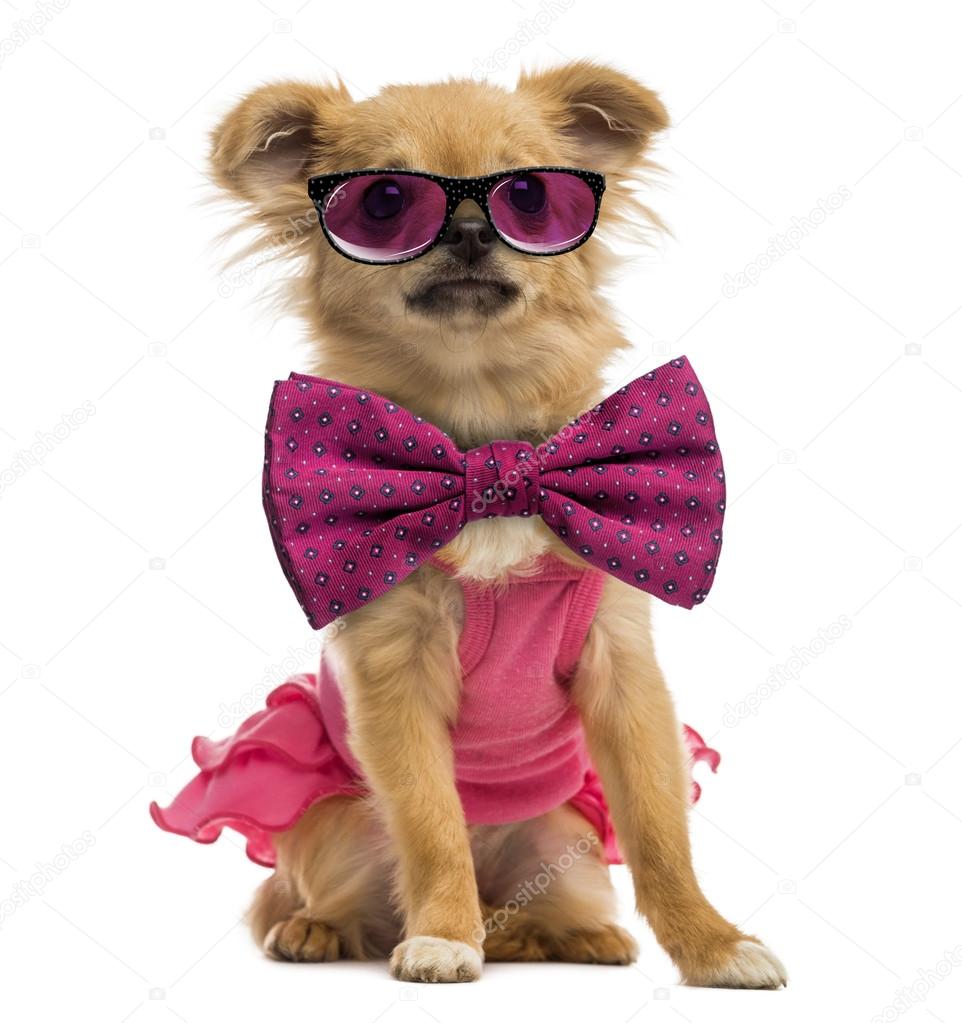 Chihuahua puppy wearing a pink shirt, glasses and a bow tie