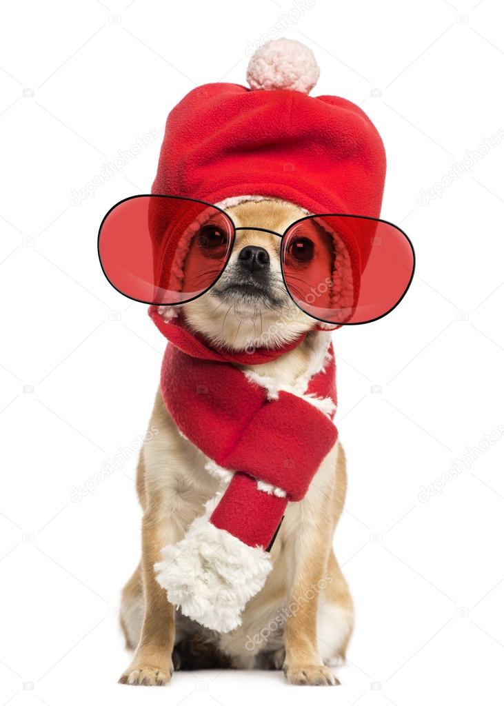 Chihuahua wearing christmas hat, scarf and glasses sitting, isol