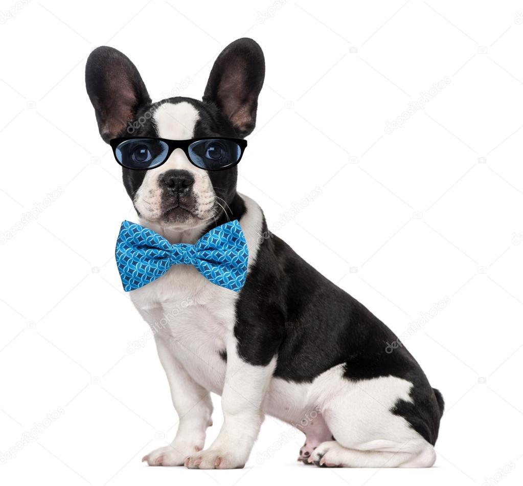 French Bulldog puppy (3 months old) wearing glasses and a bow ti