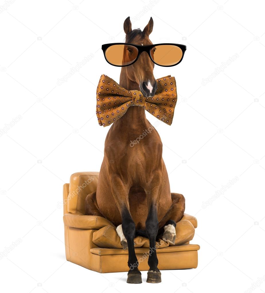 Andalusian horse sitting on an armchair, wearing glasses and a b