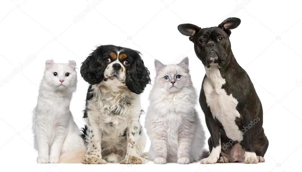 Group of dogs and cats in front of a white background