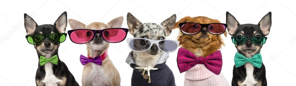Group of Chihuahuas wearing bow ties and glasses in front of a w
