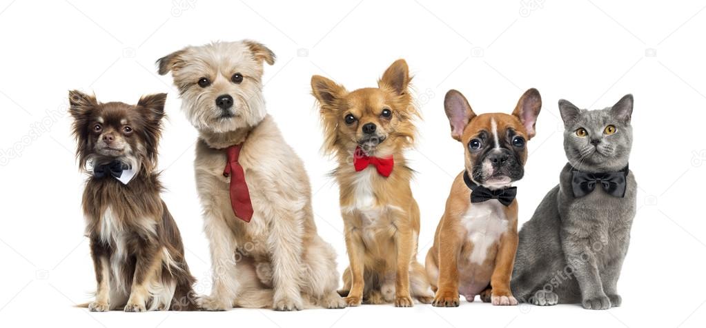 Group of dogs and cats in front of a white background