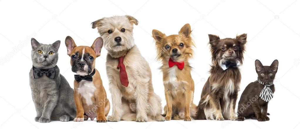 Group of dogs and cats in front of a white background