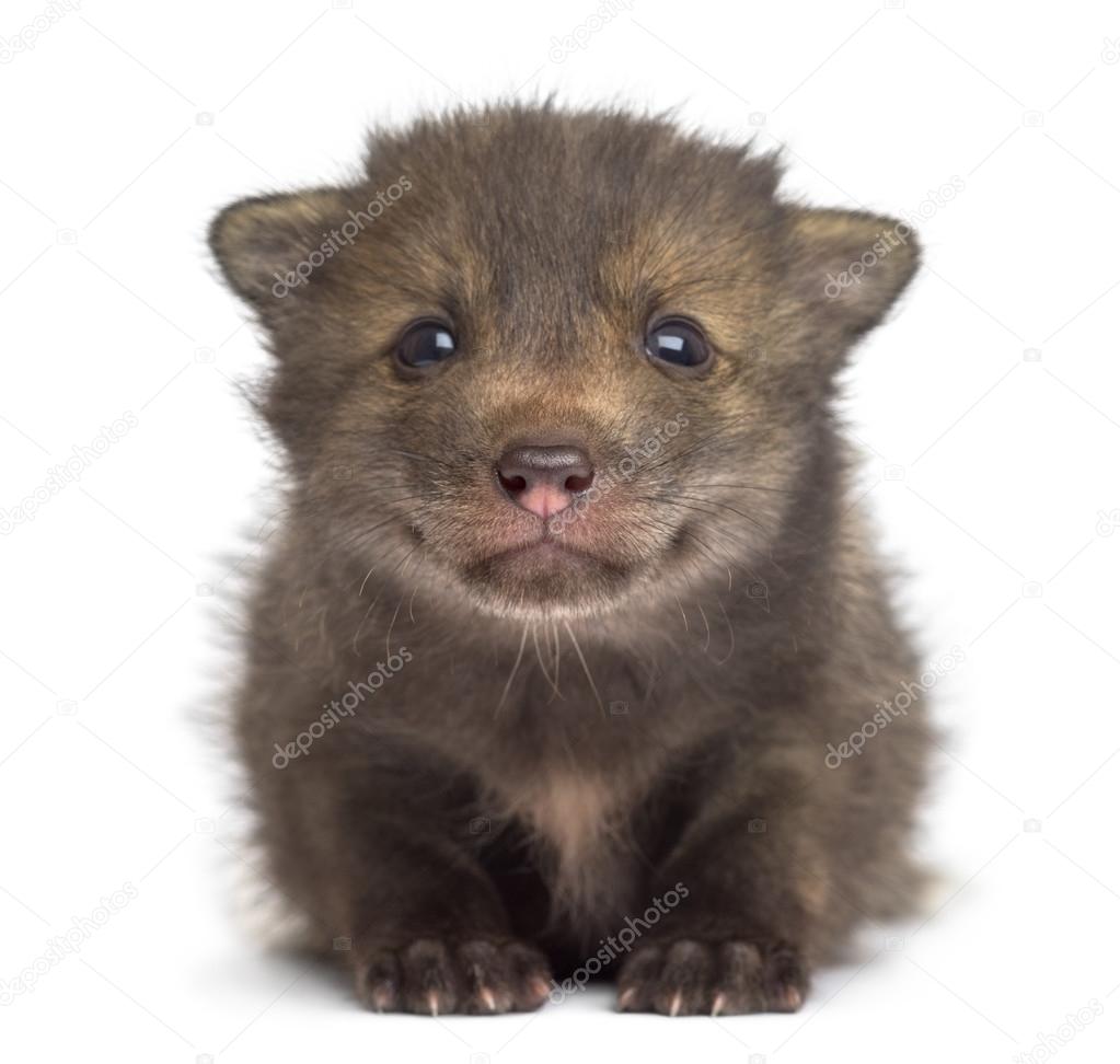 Fox cub (4 weeks old) sitting in front of a white background