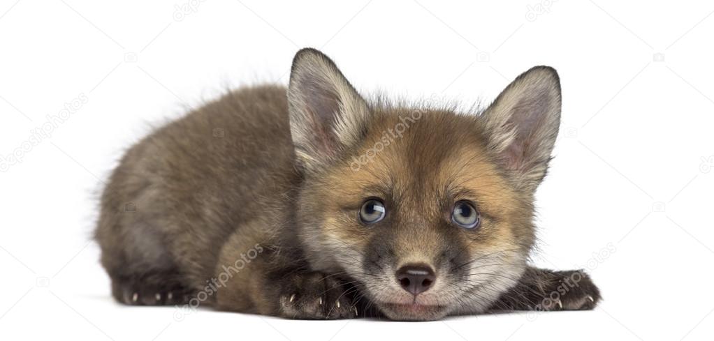Fox cub (7 weeks old) lying in front of a white background