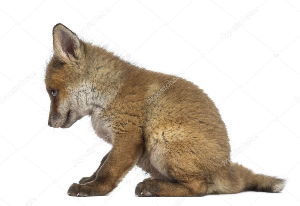 Fox cub (7 weeks old) sitting in front of a white background