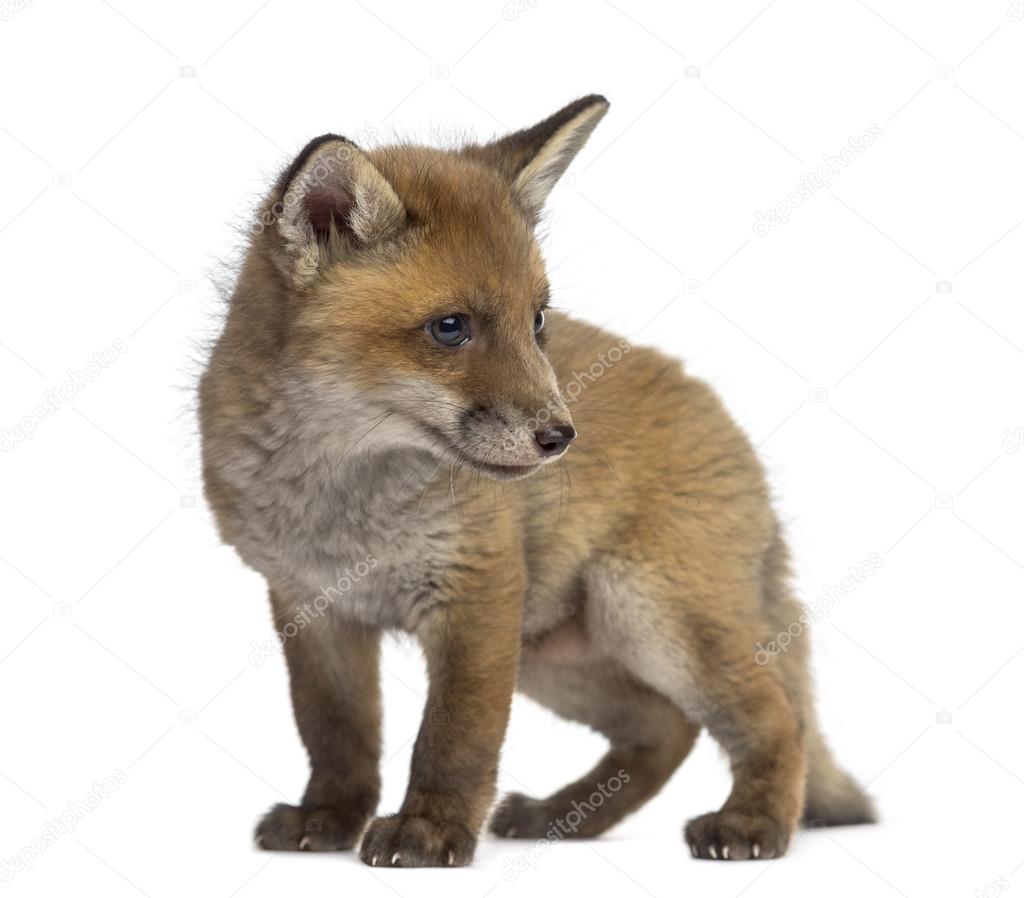 Fox cub (7 weeks old) in front of a white background