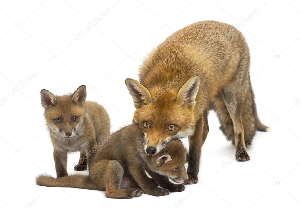 Mother fox with her cubs (7 weeks old) in front of a white backg
