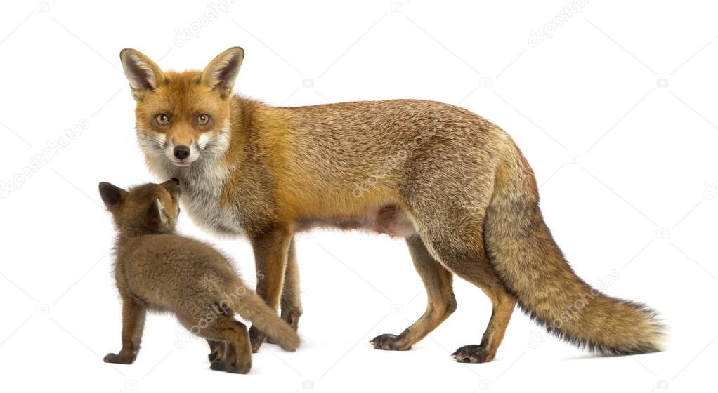 Mother fox with her cub (7 weeks old) in front of a white backgr