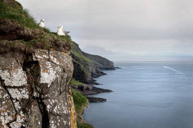 Uçsuz bucaksız okyanusa ve uzak adalara bakan, uçsuz bucaksız bir uçurumun kenarında iki Fulmar dinleniyor.
