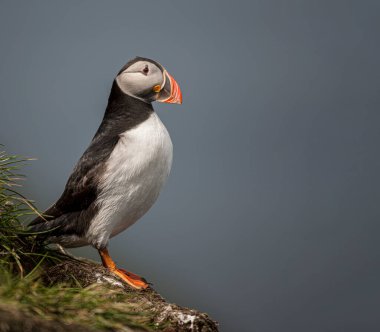 Uçurumun kenarında duran Atlantik martısı renkli gagasını ve tüylerini gösteriyor.