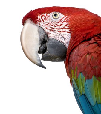 Kırmızı-yeşil bir Macaw, Ara kloropterus, beyaz üzerine izole edilmiş.