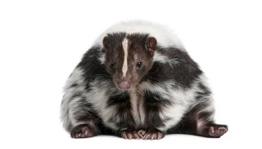 Çizgili kokarca, Mephitis Mephitis, siyah beyaz kürklü, doğrudan ileriye bakıyor.