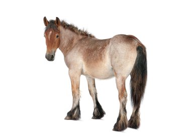 Beyaz arka planda duran Belçika askerlik atı, tüm vücut, kameraya bakıyor.