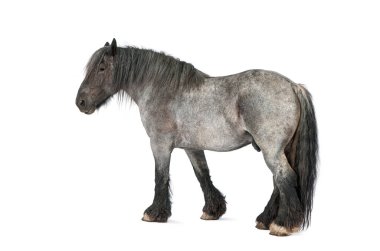 Ardennes atı, güçlü bir taslak cins, gri ceketli ve koyu yeleli.