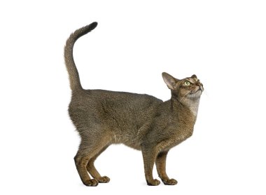 Safkan Habeş kedisi beyaz arka planda dikilip kuyruğunu kaldırmış yukarıya bakıyor.