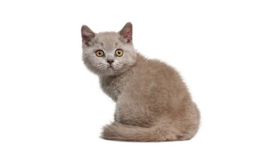 Sevimli İngiliz kısa hava kedisi, beyaz bir arka planda oturup merakla arkasını kolluyor.