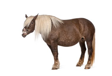 Sarışın yelesi gülüyor ya da beyaz arka planda tüyleniyordu.