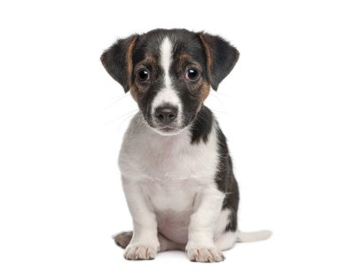 Jack Russell Terrier köpeği beyaz arka planda oturuyor ve doğrudan kameraya bakıyor.