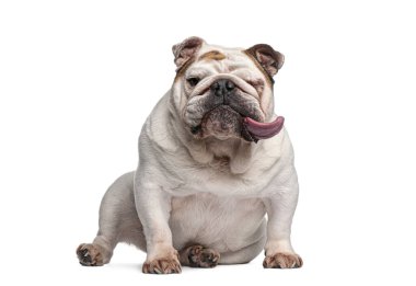 Beyaz bir arka planda izole bir şekilde oturan ve yüzünü yalayan İngiliz bulldog köpeği.