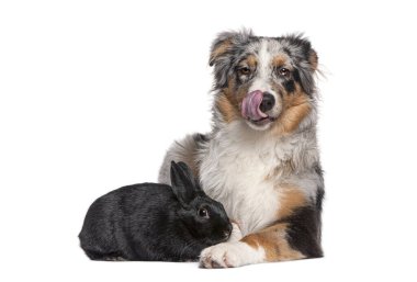 Avustralyalı çoban elinde siyah bir tavşanla beyaz arka plandaki kameraya bakıyor.