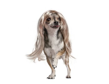 Chihuahua köpeği uzun sarı bir peruk takıyor, dili dışarıda duruyor, komik ve neşeli bir görünüm yaratıyor.