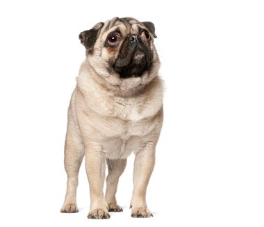 Köpek yavrusu kürklü ve buruşuk suratlı yukarı bakıyor.