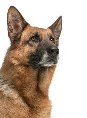 Alman çoban köpeği dikkatli ve ciddi, fotokopi alanı ile bakıyor.