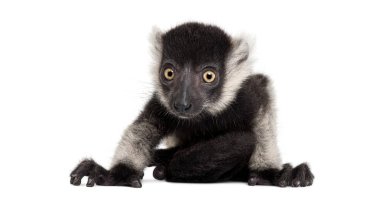 Şirin siyah beyaz lemurlar, Varecia variegata subcincta, oturuyor, kameraya bakıyor.