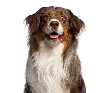 Avustralyalı çoban köpeği poz veriyor, soluk soluğa, beyaz arka plana bakıyor.