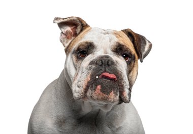 Dilini gösteren ve beyaz arka planda komik surat yapan İngiliz bulldog köpeği.