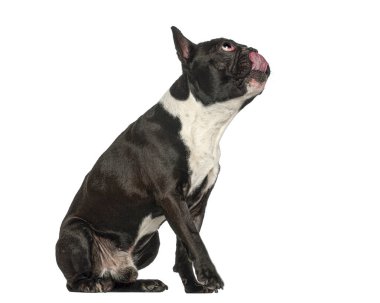 Fransız bulldog oturuyor, yukarı bakıyor, dudaklarını yalıyor, yemek bekliyor.